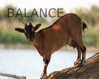 Balance - learning a balanced lifestyle to minimize headaches