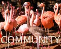 Community - this blog is for the community of those with migraine and headaches