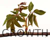 Growth in life, and growth away from migraine attacks