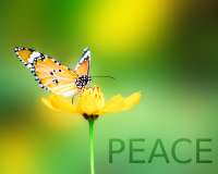 Peace