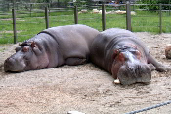 Exhausted hippos