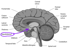 The hypothalamus in Cluster Headache