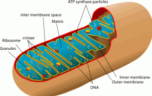 Mitochondrion diagram