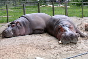 Sleepy Hippos (not a part of the study)