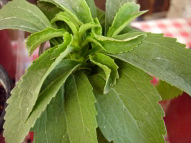 Stevia - migraine trigger?