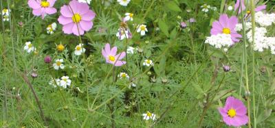 Wildflowers in Mexico