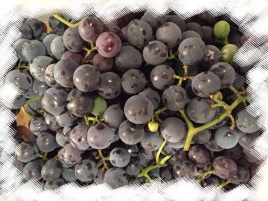 Concord grapes - packed with flavonoids