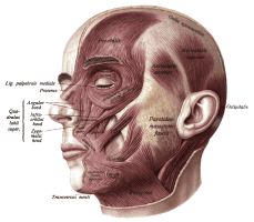 Muscles in the face