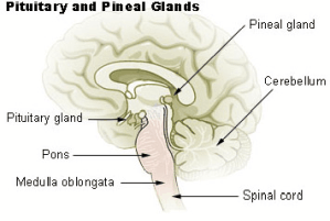 Pituitary Gland