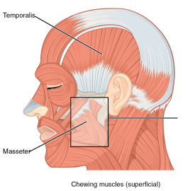 Superficial chewing muscles