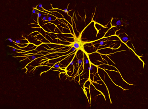 Astrocyte cell