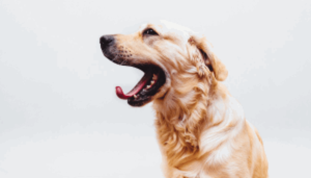 excessive-yawning-dog